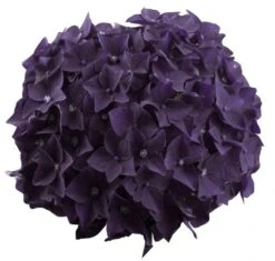 Hortensia Deep Purple Dance (Hydrangea 'Music Collection') 9 Hortensia Deep Purple Dance (Hydrangea 'Music Collection') -Aanbiedingen Groene Hekken Winkel deep purple dance bloem 2 1