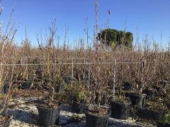 Nieuwe uitgaven -Aanbiedingen Groene Hekken Winkel denudata200cm
