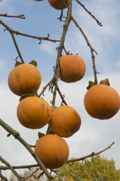 Kaki (Diospyros Kaki) 14 Kaki (Diospyros Kaki) -Aanbiedingen Groene Hekken Winkel diospyros kaki02