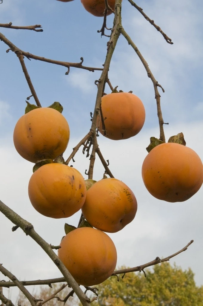 Kaki (Diospyros Kaki) 4 Kaki (Diospyros Kaki) - Afbeelding 2