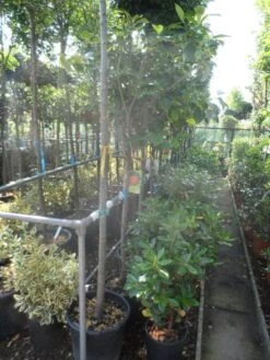 Kaki (Diospyros Kaki) 19 Kaki (Diospyros Kaki) -Aanbiedingen Groene Hekken Winkel diospyros kaki halfstam 12 14