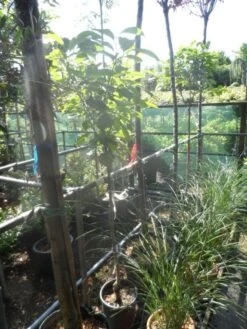 Kaki (Diospyros Kaki) 18 Kaki (Diospyros Kaki) -Aanbiedingen Groene Hekken Winkel diospyros kaki halfstam 5 6 8 c10