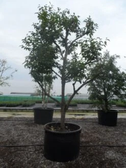 Kaki (Diospyros Kaki) 21 Kaki (Diospyros Kaki) -Aanbiedingen Groene Hekken Winkel diospyros kaki muscat solitair