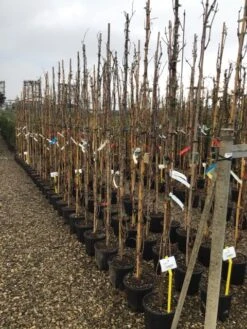 Witte Druif (Vitis Vinifera 'Italia') -Aanbiedingen Groene Hekken Winkel druif