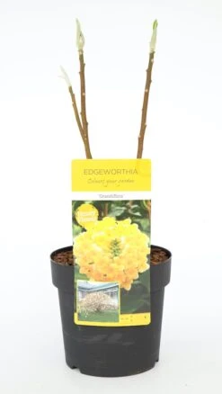 Papierstruik (Edgeworthia Chrysantha) -Aanbiedingen Groene Hekken Winkel dsc 0189