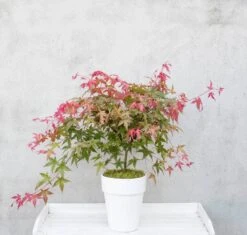 Japanse Esdoorn (Acer Palmatum 'Beni-maiko') -Aanbiedingen Groene Hekken Winkel dsc 8150benimaiko