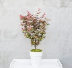 Japanse Esdoorn (Acer Palmatum 'Shaina') -Aanbiedingen Groene Hekken Winkel dsc 8156 1