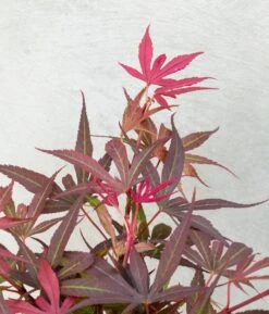 Japanse Esdoorn (Acer Palmatum 'Shaina') -Aanbiedingen Groene Hekken Winkel dsc 8190 1