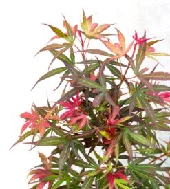 Japanse Esdoorn (Acer Palmatum 'Shaina') -Aanbiedingen Groene Hekken Winkel dsc 8195 1