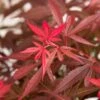 Japanse Esdoorn (Acer Palmatum 'Shaina') -Aanbiedingen Groene Hekken Winkel dsc 8426