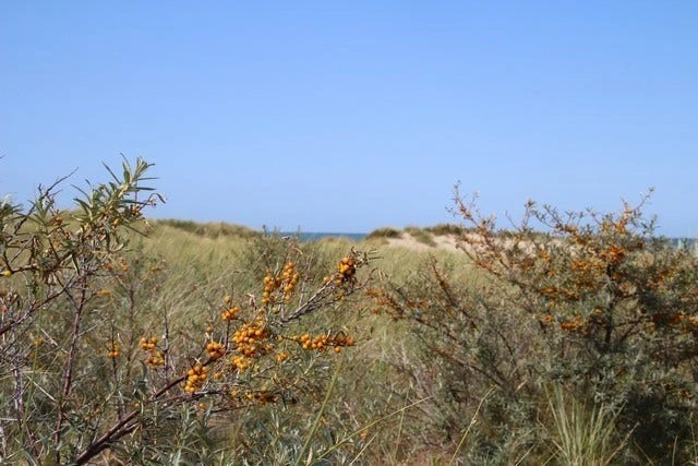 Duindoorn (Hippophae Rhamnoides) 6 Duindoorn (Hippophae Rhamnoides) - Afbeelding 4