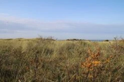 Duindoorn (Hippophae Rhamnoides) -Aanbiedingen Groene Hekken Winkel duindoorn 2 1