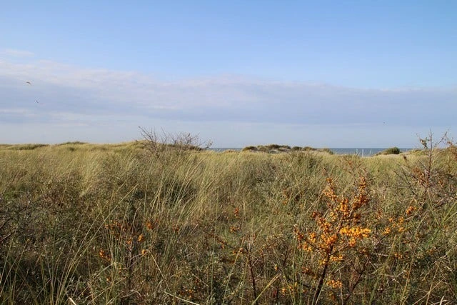 Duindoorn (Hippophae Rhamnoides) 7 Duindoorn (Hippophae Rhamnoides) - Afbeelding 5