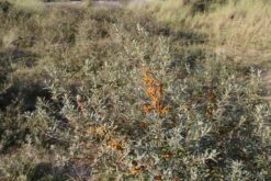 Duindoorn (Hippophae Rhamnoides) -Aanbiedingen Groene Hekken Winkel duindoorn 6 1
