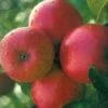 Lei-Appel (Malus Domestica 'Ecolette') -Aanbiedingen Groene Hekken Winkel ecolette 1 1