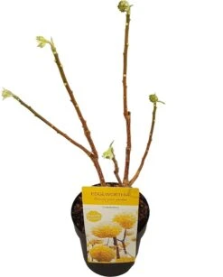 Papierstruik (Edgeworthia Chrysantha) -Aanbiedingen Groene Hekken Winkel edgeworthia chrys. grandiflora c3