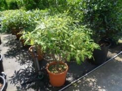 Papierstruik (Edgeworthia Chrysantha) -Aanbiedingen Groene Hekken Winkel edgeworthia chrysantha 80 100 125 c25