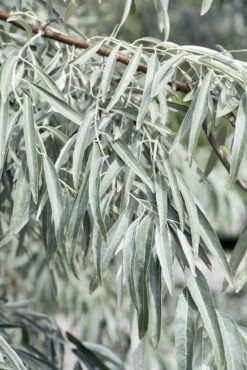 Smalbladige Olijfwilg Als Boom (Elaeagnus Angustifolia) 7 Smalbladige Olijfwilg Als Boom (Elaeagnus Angustifolia) -Aanbiedingen Groene Hekken Winkel elaeagnus angustifolia