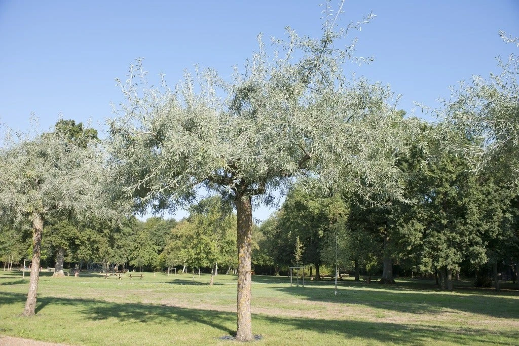 Smalbladige Olijfwilg Als Boom (Elaeagnus Angustifolia) 4 Smalbladige Olijfwilg Als Boom (Elaeagnus Angustifolia) - Afbeelding 2