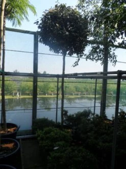 Olijfwilg Als Boom (Elaeagnus Ebbingei) 11 Olijfwilg Als Boom (Elaeagnus Ebbingei) -Aanbiedingen Groene Hekken Winkel elaeagnus ebbingei 12 14ho cont 1