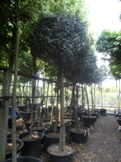 Olijfwilg Op Stam (Elaeagnus Ebbingei) -Aanbiedingen Groene Hekken Winkel elaeagnus ebbingei 14 16 18ho c130 1