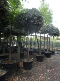 Olijfwilg Als Boom (Elaeagnus Ebbingei) -Aanbiedingen Groene Hekken Winkel elaeagnus ebbingei 14 16 18ho c130 2