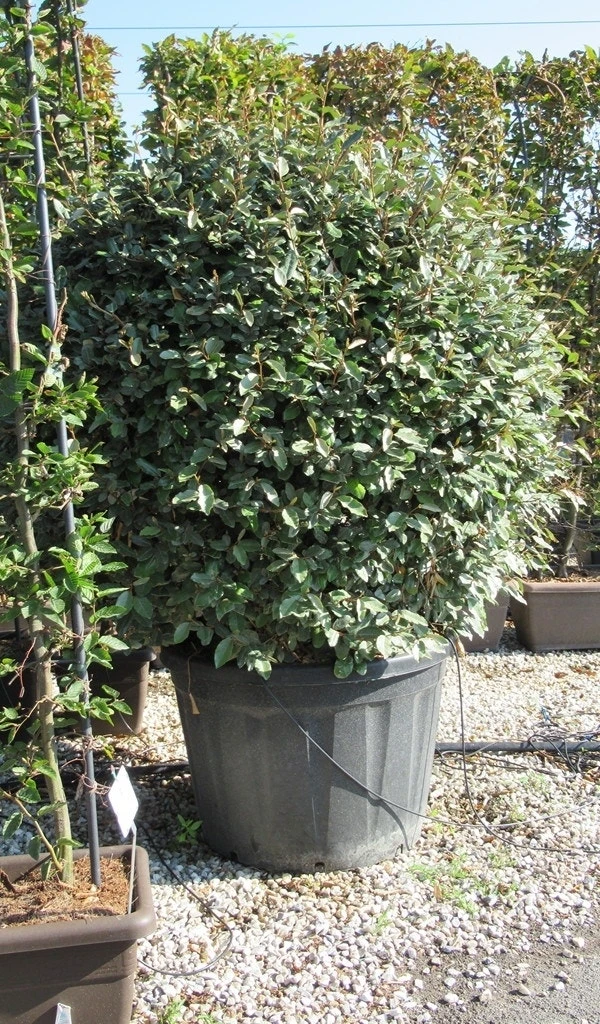 Olijfwilg Als Bol (Elaeagnus Ebbingei 'Compacta') 15 Olijfwilg Als Bol (Elaeagnus Ebbingei 'Compacta') - Afbeelding 13
