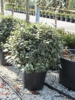 Olijfwilg Als Bol (Elaeagnus Ebbingei 'Compacta') 28 Olijfwilg Als Bol (Elaeagnus Ebbingei 'Compacta') -Aanbiedingen Groene Hekken Winkel elaeagnus ebbingei bol 70 cm 1