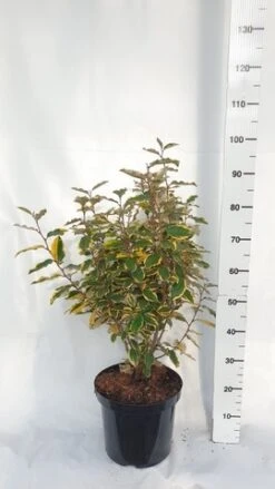 Olijfwilg (Elaeagnus Ebbingei 'Viveleg') -Aanbiedingen Groene Hekken Winkel elaeagnus ebbingei viveleg week 4 2021 1600x1200 1 2 1