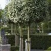 Olijfwilg Als Boom (Elaeagnus Ebbingei) -Aanbiedingen Groene Hekken Winkel elaeagnus x ebbingei01 1