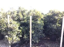 Japanse Mispel (Eriobotrya Japonica 'Coppertone') -Aanbiedingen Groene Hekken Winkel eriobotryacoppertone 1