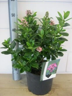 Escallonia (Escallonia 'Pink Elle') -Aanbiedingen Groene Hekken Winkel escallonia pink elle c5 6 9 2018
