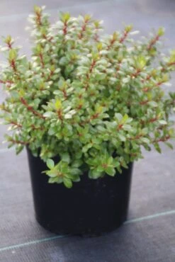 Escallonia (Escallonia 'Red Dream') -Aanbiedingen Groene Hekken Winkel escallonia red dream 1