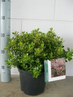 Escallonia (Escallonia 'Red Dream') -Aanbiedingen Groene Hekken Winkel escallonia red dream c3 21 07 2015