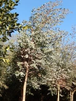 Eucalyptus Als Boom (Eucalyptus Gunnii) 18 Eucalyptus Als Boom (Eucalyptus Gunnii) -Aanbiedingen Groene Hekken Winkel eucalypthus gunii 10 12 2