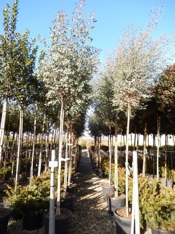 Eucalyptus Als Boom (Eucalyptus Gunnii) 3 Eucalyptus Als Boom (Eucalyptus Gunnii)