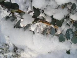 Winterharde Eucalyptus (Eucalyptus Gunnii 'Azura') 11 Winterharde Eucalyptus (Eucalyptus Gunnii 'Azura') -Aanbiedingen Groene Hekken Winkel eucalyptus azura hardy