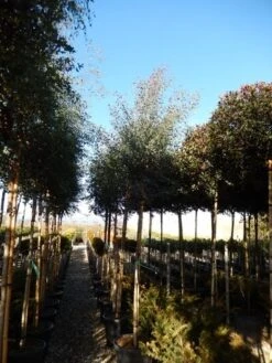 Eucalyptus Als Boom (Eucalyptus Gunnii) 20 Eucalyptus Als Boom (Eucalyptus Gunnii) -Aanbiedingen Groene Hekken Winkel eucalyptus gunnii 12 14 2