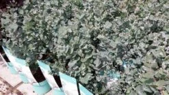 Winterharde Eucalyptus (Eucalyptus Gunnii 'Azura') 15 Winterharde Eucalyptus (Eucalyptus Gunnii 'Azura') -Aanbiedingen Groene Hekken Winkel eucalyptusazura01