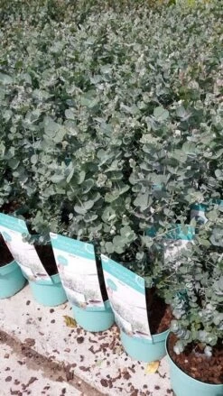 Winterharde Eucalyptus (Eucalyptus Gunnii 'Azura') 14 Winterharde Eucalyptus (Eucalyptus Gunnii 'Azura') -Aanbiedingen Groene Hekken Winkel eucalyptusazura02