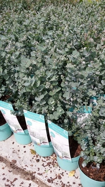 Winterharde Eucalyptus (Eucalyptus Gunnii 'Azura') 8 Winterharde Eucalyptus (Eucalyptus Gunnii 'Azura') - Afbeelding 6