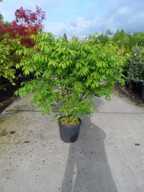 Kardinaalshoed (Euonymus Alatus) 4 Kardinaalshoed (Euonymus Alatus) - Afbeelding 2