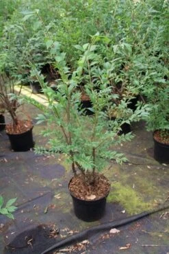 Kardinaalshoed (Euonymus Alatus) -Aanbiedingen Groene Hekken Winkel euonymus alatus 1 1