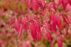 Kardinaalshoed (Euonymus Alatus) -Aanbiedingen Groene Hekken Winkel euonymus alatus 2 1 1