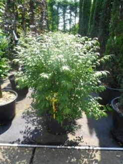 Kardinaalshoed (Euonymus Alatus 'Compactus') 21 Kardinaalshoed (Euonymus Alatus 'Compactus') -Aanbiedingen Groene Hekken Winkel euonymus alatus compactus 80 100 c18