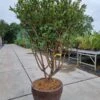 Meerstammige Kardinaalshoed (Euonymus Alatus) -Aanbiedingen Groene Hekken Winkel euonymus alatus meerstammig