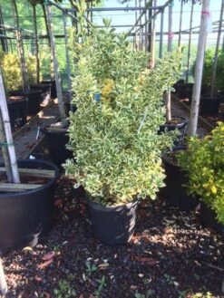 Kardinaalshoed (Euonymus Japonicus 'Bravo') -Aanbiedingen Groene Hekken Winkel euonymus japonica bravo 80100