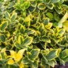 Kardinaalshoed (Euonymus Japonicus 'Aureomarginatus') -Aanbiedingen Groene Hekken Winkel euonymus japonicus aureomarginatus
