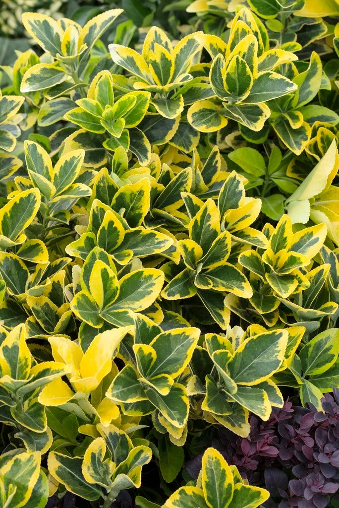 Kardinaalshoed (Euonymus Japonicus 'Aureomarginatus') 3 Kardinaalshoed (Euonymus Japonicus 'Aureomarginatus')