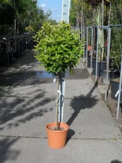 Kardinaalshoed Op Stam (Euonymus Japonicus 'Aureus') -Aanbiedingen Groene Hekken Winkel euonymus japonicus aureus halfstam c20 1